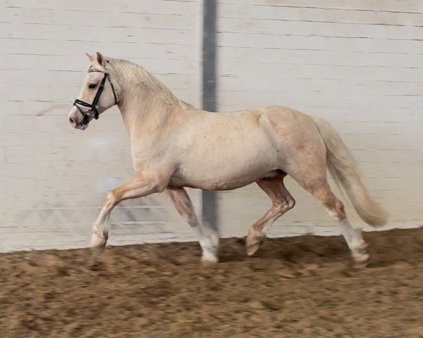 Pferd Glyncoch Royal Gold (Welsh-Cob (Sek. C), 2011, von Kallistalodge Mattie)