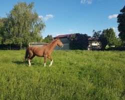 Springpferd Diamond Rock 3 (Sachse, 2000, von Donnerprinz)
