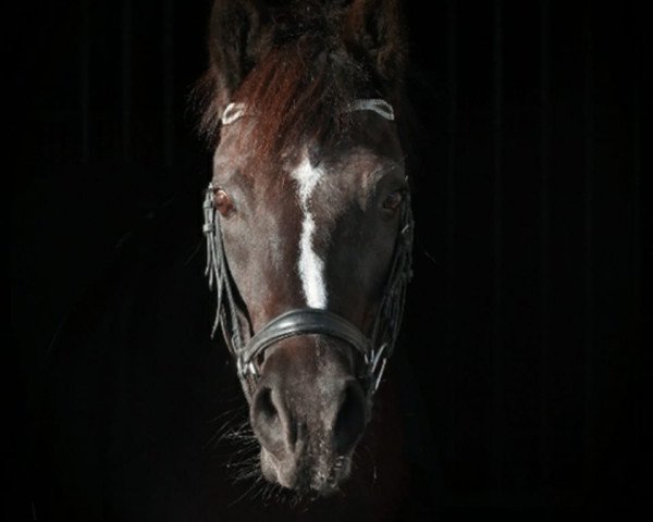 Dressurpferd Mirabell (Deutsches Reitpony, 2013, von Nutrix)