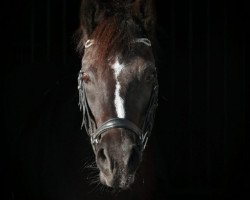 dressage horse Mirabell (German Riding Pony, 2013, from Nutrix)