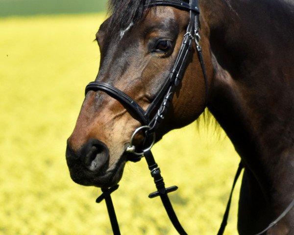 horse Annika (Württemberger, 2007, from Alassio's Boy)