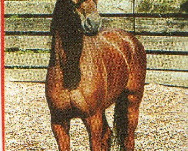 horse Alyoscha (Traber, 1997, from Greaser)