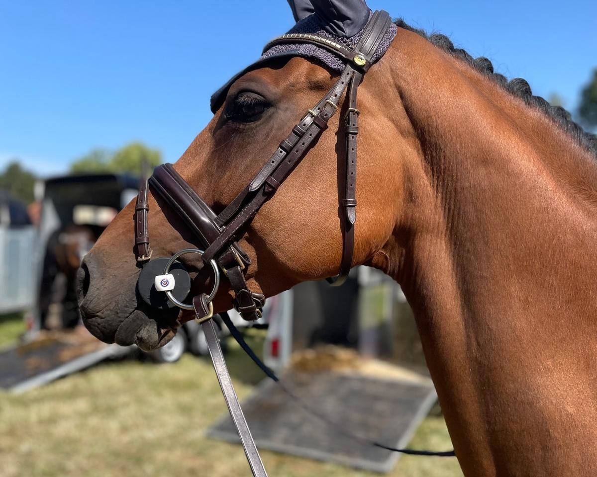 jumper Dingeling Ding Dong B (Oldenburg show jumper, 2018)