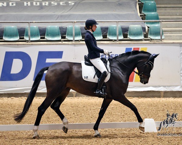 Dressurpferd Ziva 10 (Deutsches Sportpferd, 2019, von Zenturion)