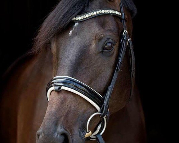 dressage horse Chi Meng (Hanoverian, 2011, from Christ)