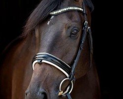 dressage horse Chi Meng (Hanoverian, 2011, from Christ)