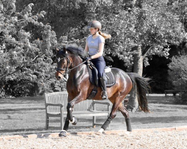 broodmare Steverheides Oprah (German Riding Pony, 2019, from Offshore Energy R)