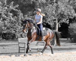 Zuchtstute Steverheides Oprah (Deutsches Reitpony, 2019, von Offshore Energy R)