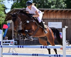 Springpferd Meteora S (Holsteiner, 2019, von Acodetto I)