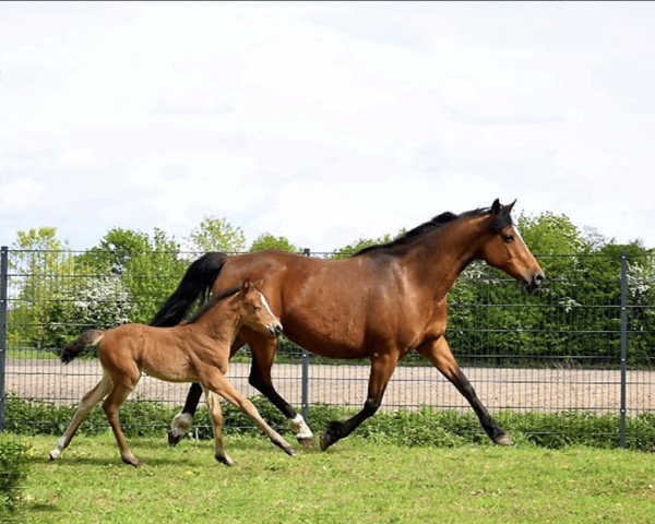 broodmare Top Nanni (German Riding Pony, 2001, from Nantano) broodmare Top Nanni (German Riding Pony, 2001, from Nantano)