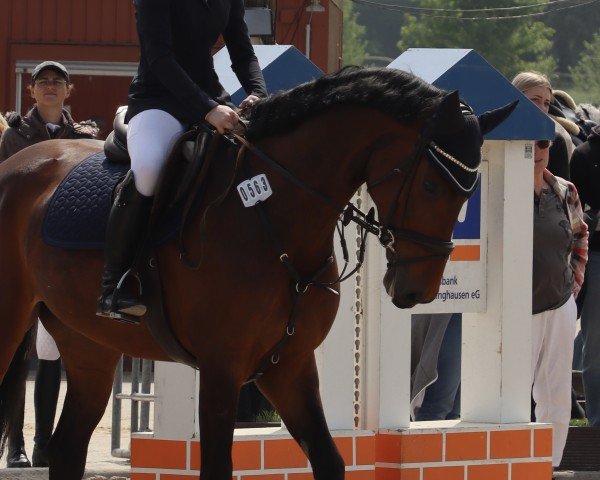 broodmare La Queen (Westphalian, 2020, from Larson)