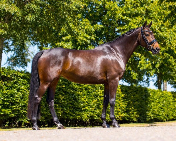 horse Joehoe (KWPN (Royal Dutch Sporthorse), 2014, from Lord Leatherdale)
