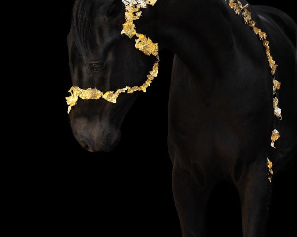 Pferd Crownfire (Hannoveraner, 2021, von Pikeur Crossfire)