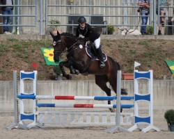 Zuchtstute Ghyslena (KWPN (Niederländisches Warmblut), 2011, von Up To Date)