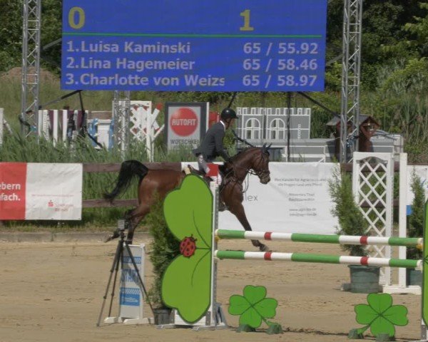 Reitturnier Schönfeld 2025
