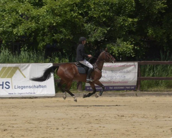 Reitturnier Schönfeld 2025