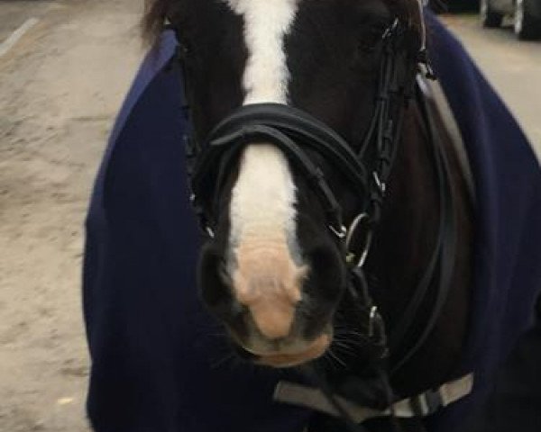 dressage horse Ember (unknown, 2006)