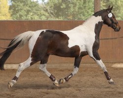jumper Champion (Pinto / Small Riding Horse, 2006, from Consens)