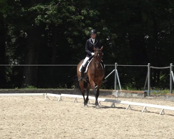 Reitturnier Maienfeld 2025