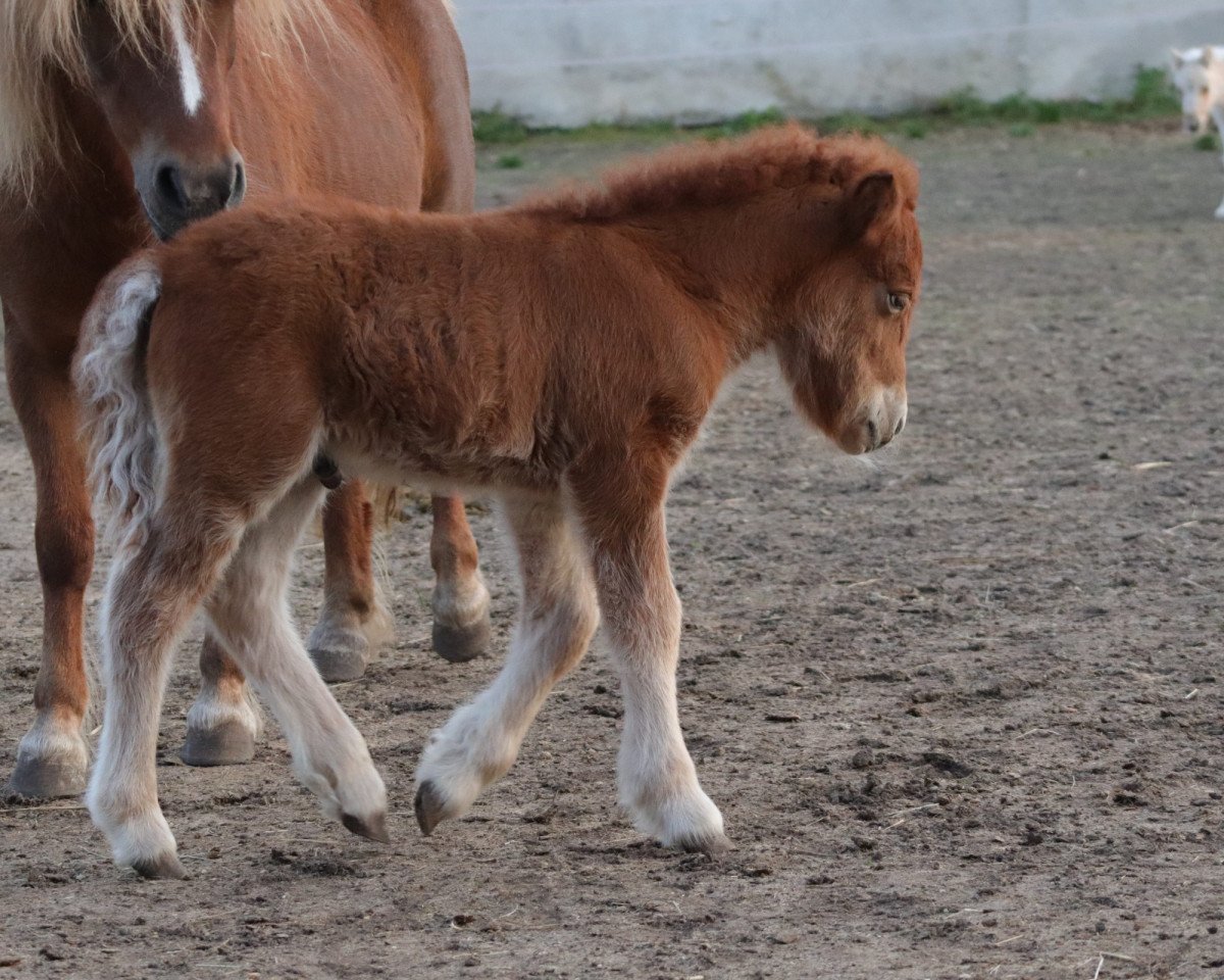 Deckhengst Golden Sunset (Shetland Pony, 2021, von Sandfords Golden Gizmo)