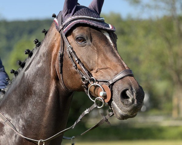 Zuchtstute Donna Lea GH (Holsteiner, 2011, von Hosco)