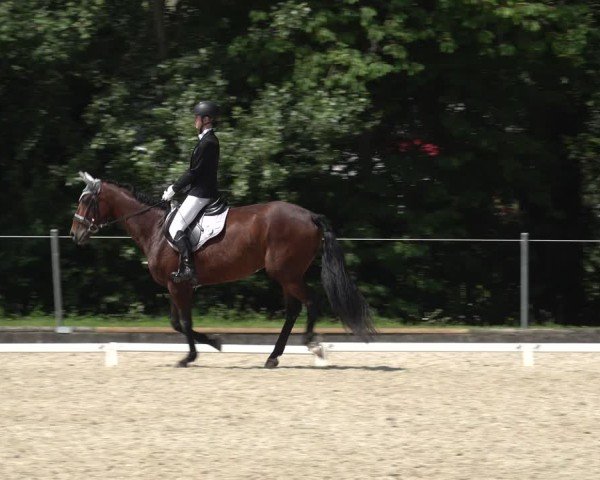 Reitturnier Maienfeld 2025