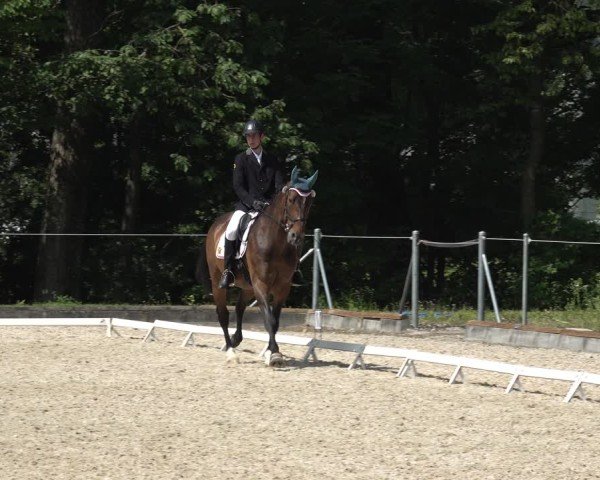 Reitturnier Maienfeld 2025