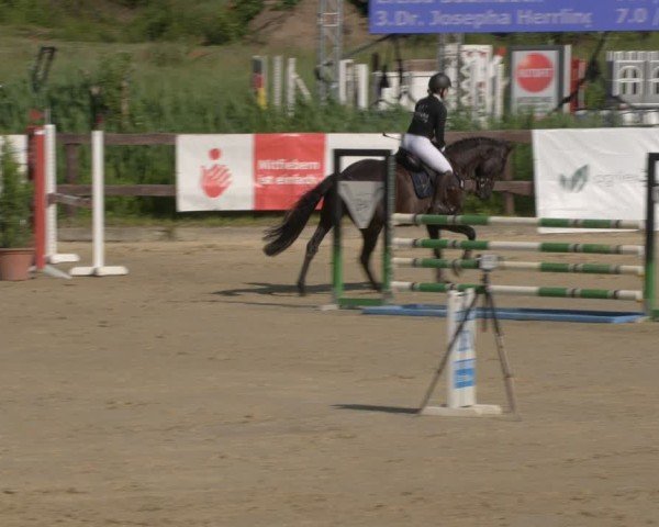 Reitturnier Schönfeld 2025