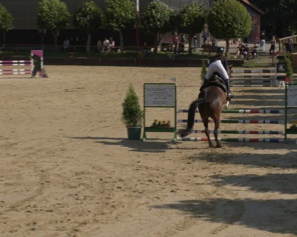 Reitturnier Schönfeld 2025