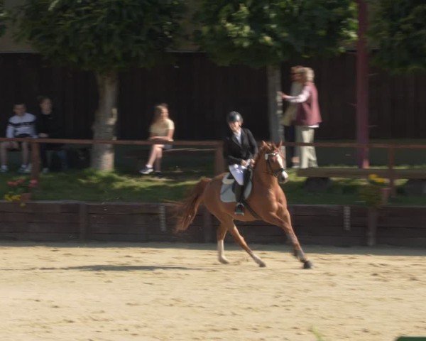 Reitturnier Schönfeld 2025