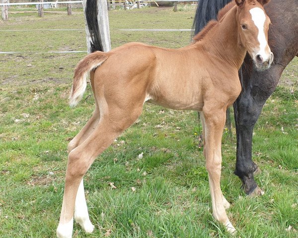 horse Voyage de Rêve (Hanoverian, 2021, from Vidar)