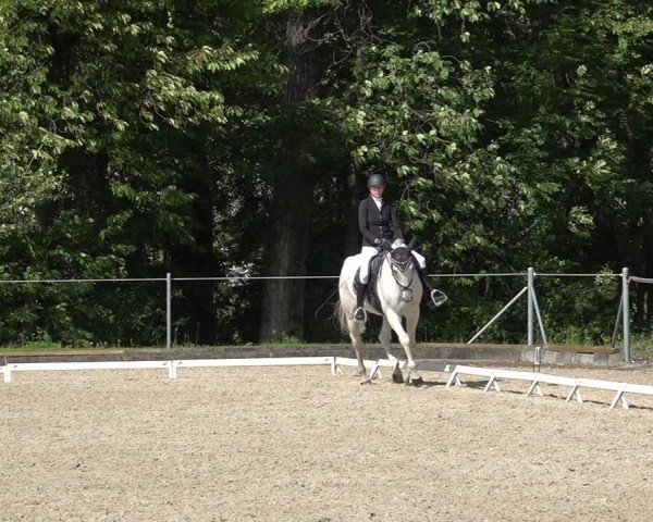 Reitturnier Maienfeld 2025