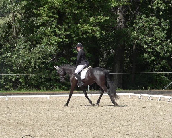 Reitturnier Maienfeld 2025