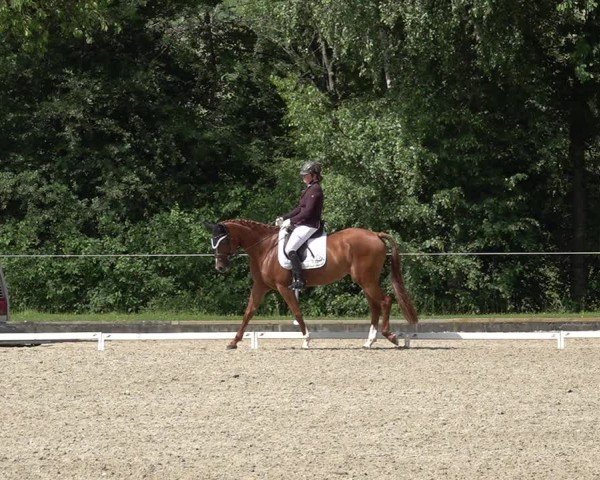 Reitturnier Maienfeld 2025
