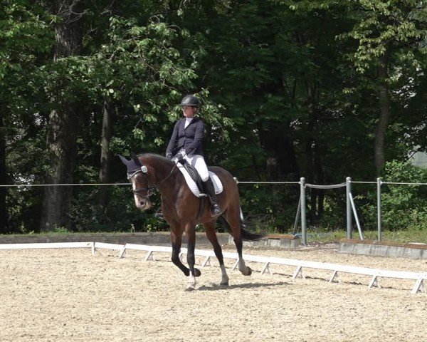 Reitturnier Maienfeld 2025