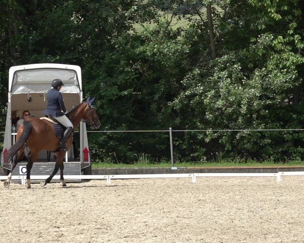 Reitturnier Maienfeld 2025