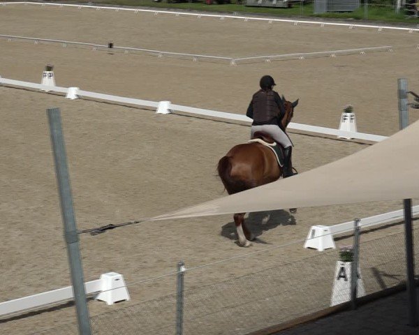 Reitturnier Maienfeld 2025