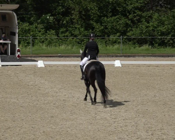 Reitturnier Maienfeld 2025