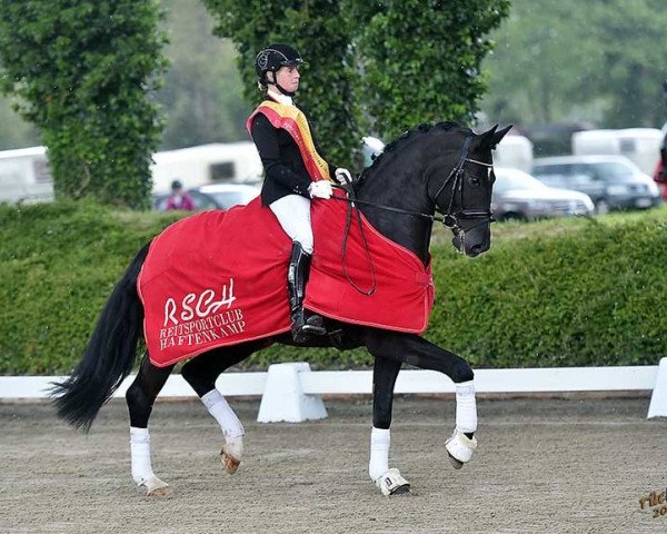 dressage horse Deco (Oldenburg, 2012, from De Niro) dressage horse Deco (Oldenburg, 2012, from De Niro)