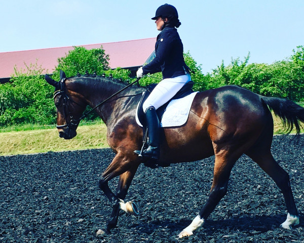 dressage horse Dark Delicious (Hanoverian, 2008, from Dancier)