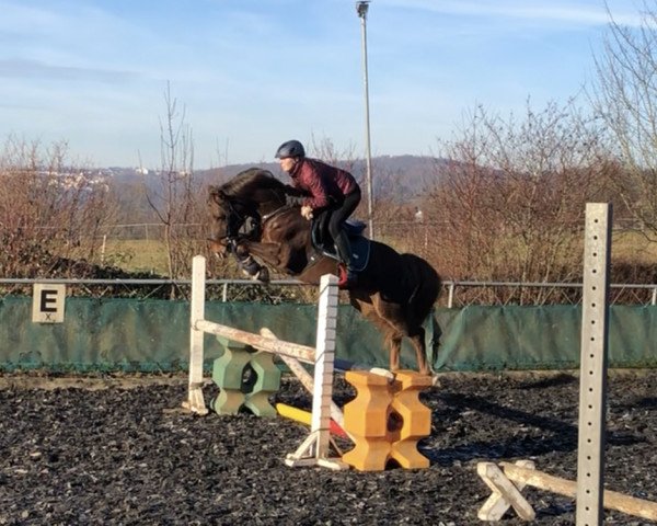 dressage horse Baldini 9 (German Riding Pony, 2012, from Boritas)