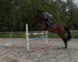 Springpferd Quantas 27 (Deutsches Sportpferd, 2015, von Quinto's Chamb)