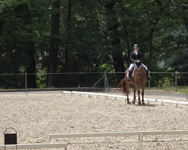 Reitturnier Maienfeld 2025