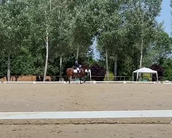 Video of Dracos