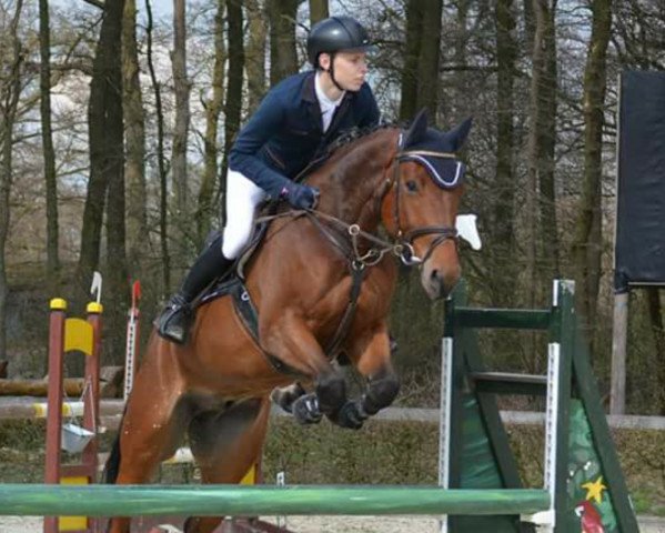 jumper Quintino D (Westphalian, 2011, from Quipeggio)