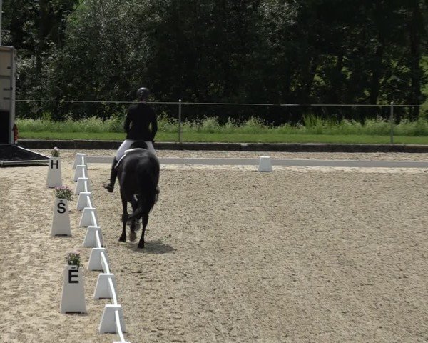 Reitturnier Maienfeld 2025