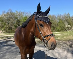 Springpferd Clärchen M (Westfale, 2020, von Casall Ask)