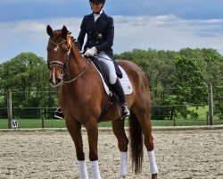 dressage horse Da Zimtstern (Oldenburg, 2016, from Dimaggio)