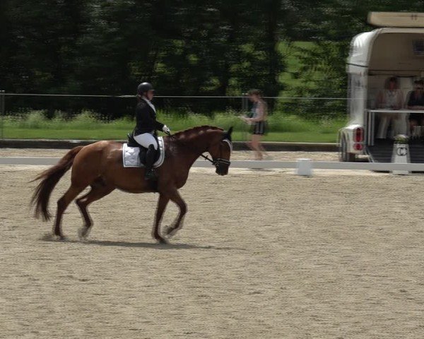 Reitturnier Maienfeld 2025