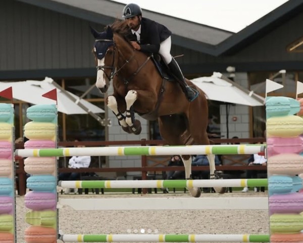 jumper Fazall H (KWPN (Royal Dutch Sporthorse), 2010, from Zavall VDL) jumper Fazall H (KWPN (Royal Dutch Sporthorse), 2010, from Zavall VDL)